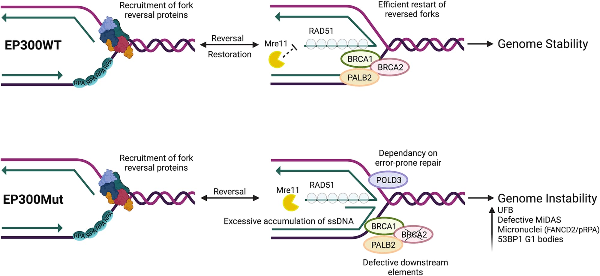 (Top) In EP300WT cells, replication fork stalling in response to replication inhibition (depletion of nucleotide pools, DNA polymerase inhibition, oncogene activation), results in fork reversal at nascently synthesized DNA followed by RAD51 loading and the efficient restart of stalled forks in the presence of downstream effectors such as BRCA1/BRCA2/ PALB2, thus maintaining genome stability. (Bottom) However, in EP300Mut cells, elevated endogenous replication stress results in dormant origin firing at common fragile sites and increased genome-wide replication pausing. While fork regression followed by RAD51 leading occurs in these cells, defective downstream effectors, such as BRCA2, lead to excessive nucleolytic degradation at regressed forks, resulting in increased ssDNA at collapsed forks. This in turn, triggers POLD3-mediated replication restart during the S-phase, collectively mimicking phenotypes observed in BRCA-deficient cancers. Upon transitioning to G2/M, EP300-deficient cells rely on POLD3-dependent MiDAS to overcome under-replicated DNA, which is largely insufficient to repair the excessive persistent damage, resulting in miss-segregation of DNA during mitosis to daughter cells in G1.